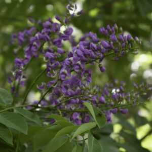 Balche-Lonchocarpus-punctatus-FLOR-web-low