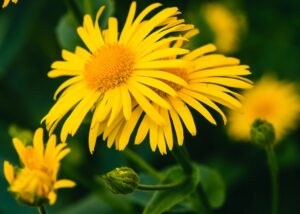 arnica