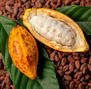 humedad_gano-de-cacao-1