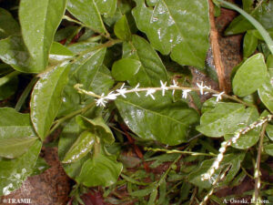petiveria-alliacea-florao