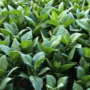 como_cultivar_tabaco_en_casa_48686_600