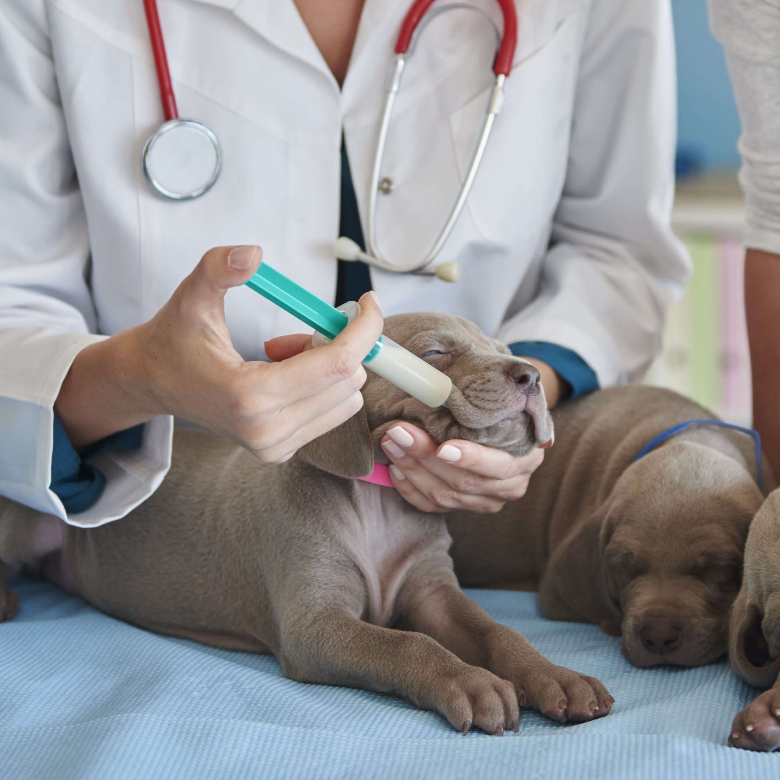 Vet feeding cute and sleepy puppies