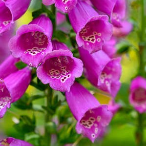 128921309-cerca-de-fingerflowers-púrpura-en-un-huerto