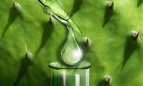 Introducción: La ciencia detrás de la herbolaria