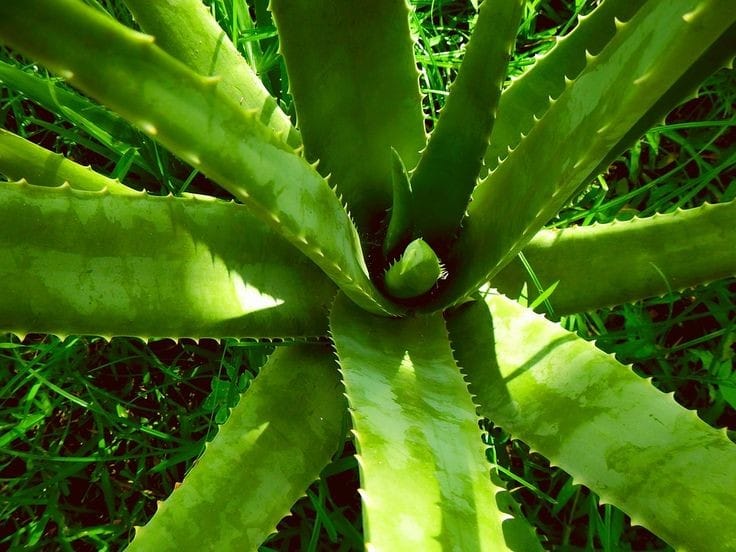 El-aloe-vera-o-sabila-una-planta-muy-apreciada2
