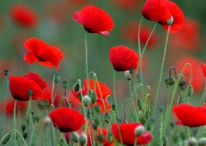 Alcaloides y sus efectos terapéuticos