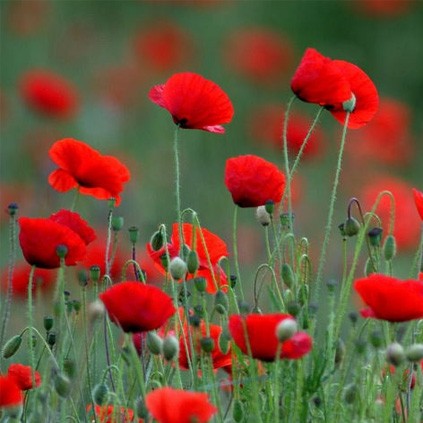 Alcaloides y sus efectos terapéuticos