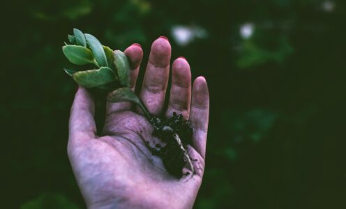 Cuando la naturaleza inspira revolución