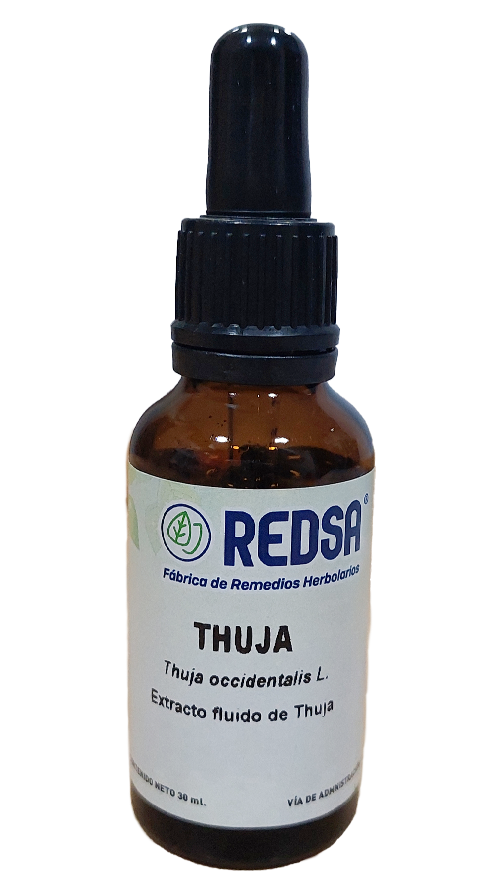 Thuja